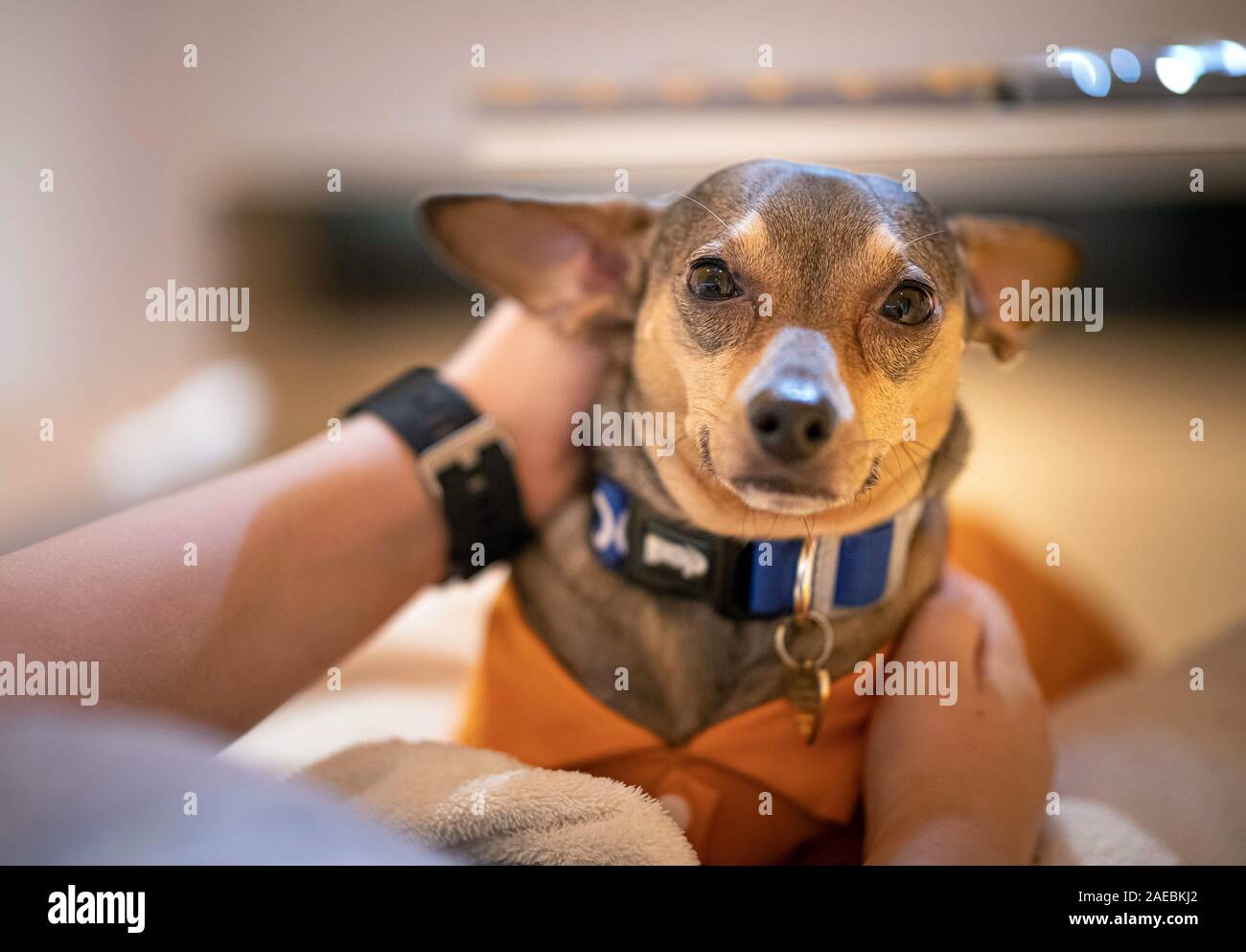 Berlin, Germany. 04th Dec, 2019. Peppi, a therapy dog, sits on the lap of a patient in the treatment room of a dental practice in Berlin-Charlottenburg. Credit: Fabian Sommer/dpa/Alamy Live News Stock Photo
