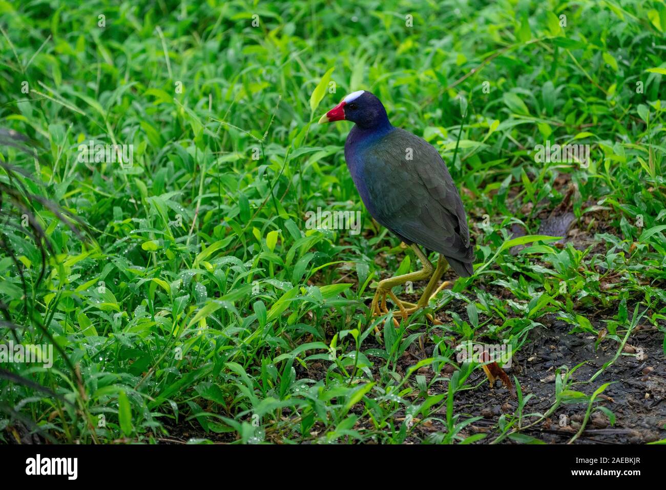 American Purple Gallinule (Also Purple Gallinule) (Porphyrio martinica) displaying brightly coloured wings. Photographed in Costa Rica Stock Photo