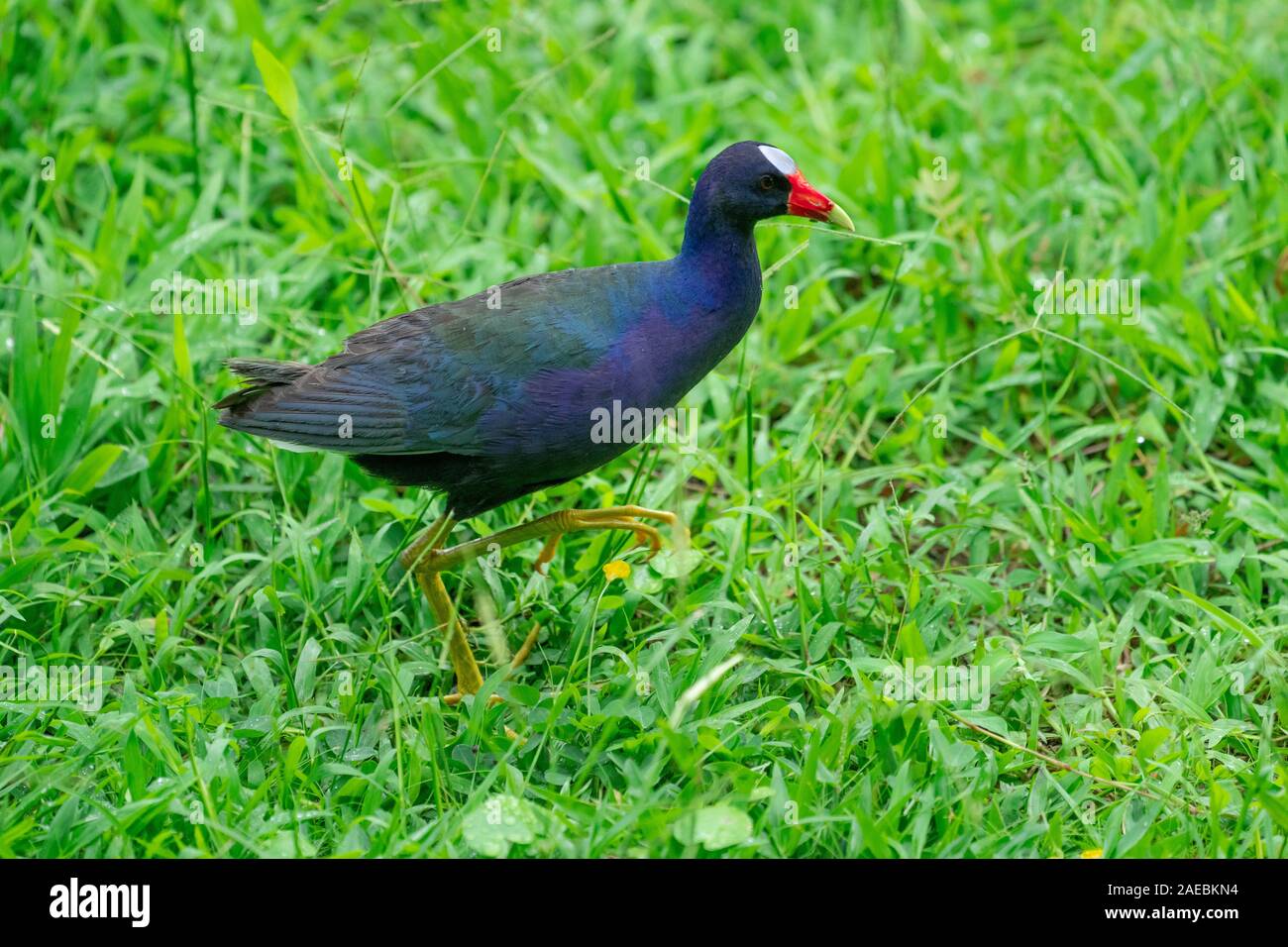 American Purple Gallinule (Also Purple Gallinule) (Porphyrio martinica) displaying brightly coloured wings. Photographed in Costa Rica Stock Photo