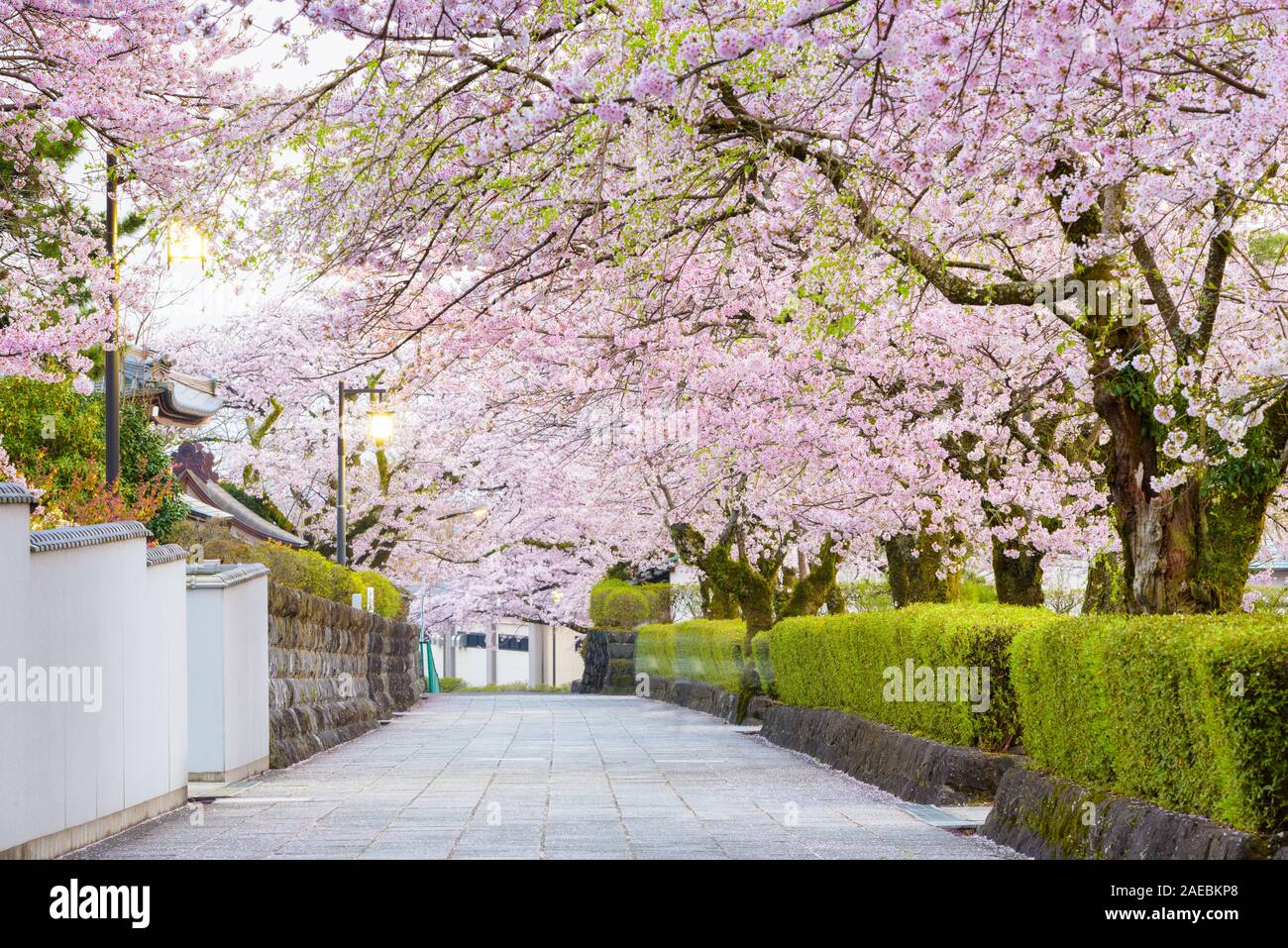 Fujinomiya, Shizuoka, Japan old town streets with cherry blossoms in Spring season. Stock Photo