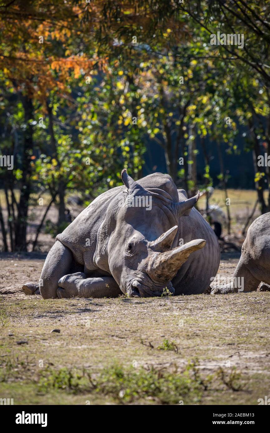 White Rhinoceros at the Audubon Zoo in New Orleans, Louisiana Stock Photo