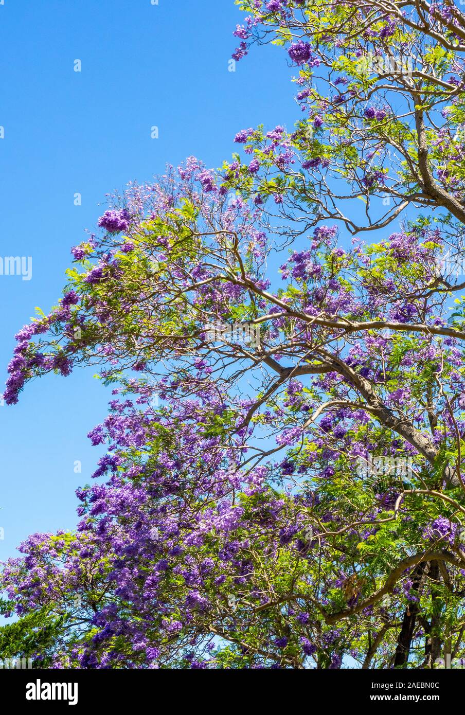 Jacaranda tree in full bloom at Ardross St Applecross Perth Western Australia. Stock Photo