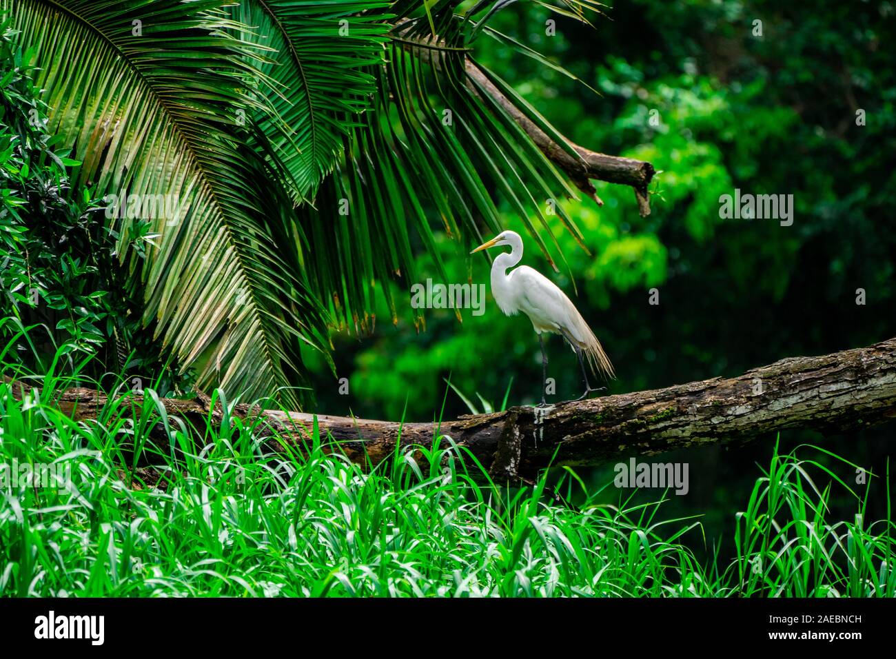 Great Egret (Ardea alba) in the Costa Rican rainforest Stock Photo