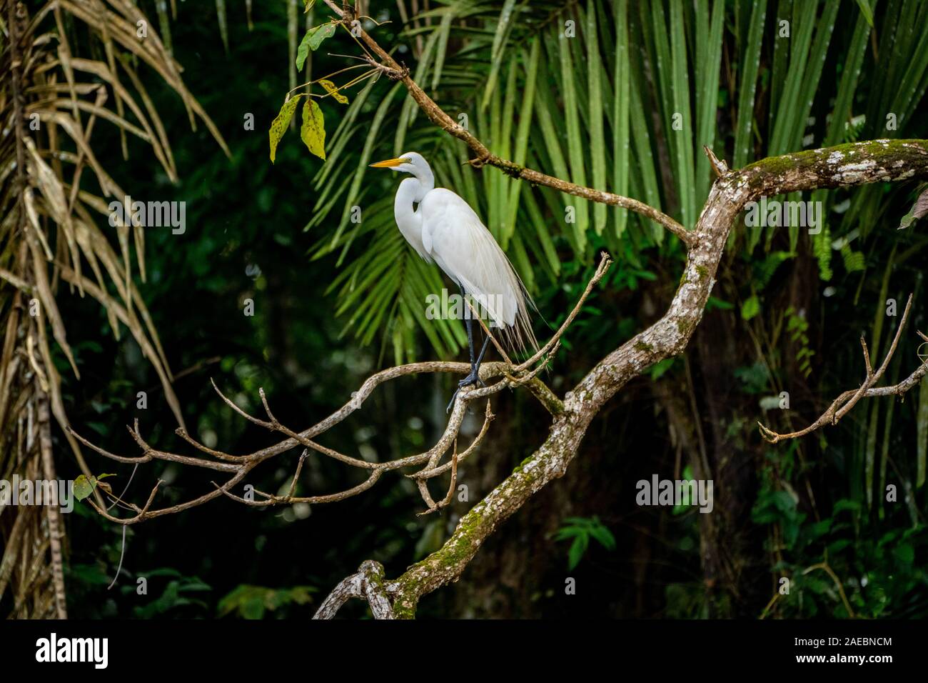 Great Egret (Ardea alba) in the Costa Rican rainforest Stock Photo