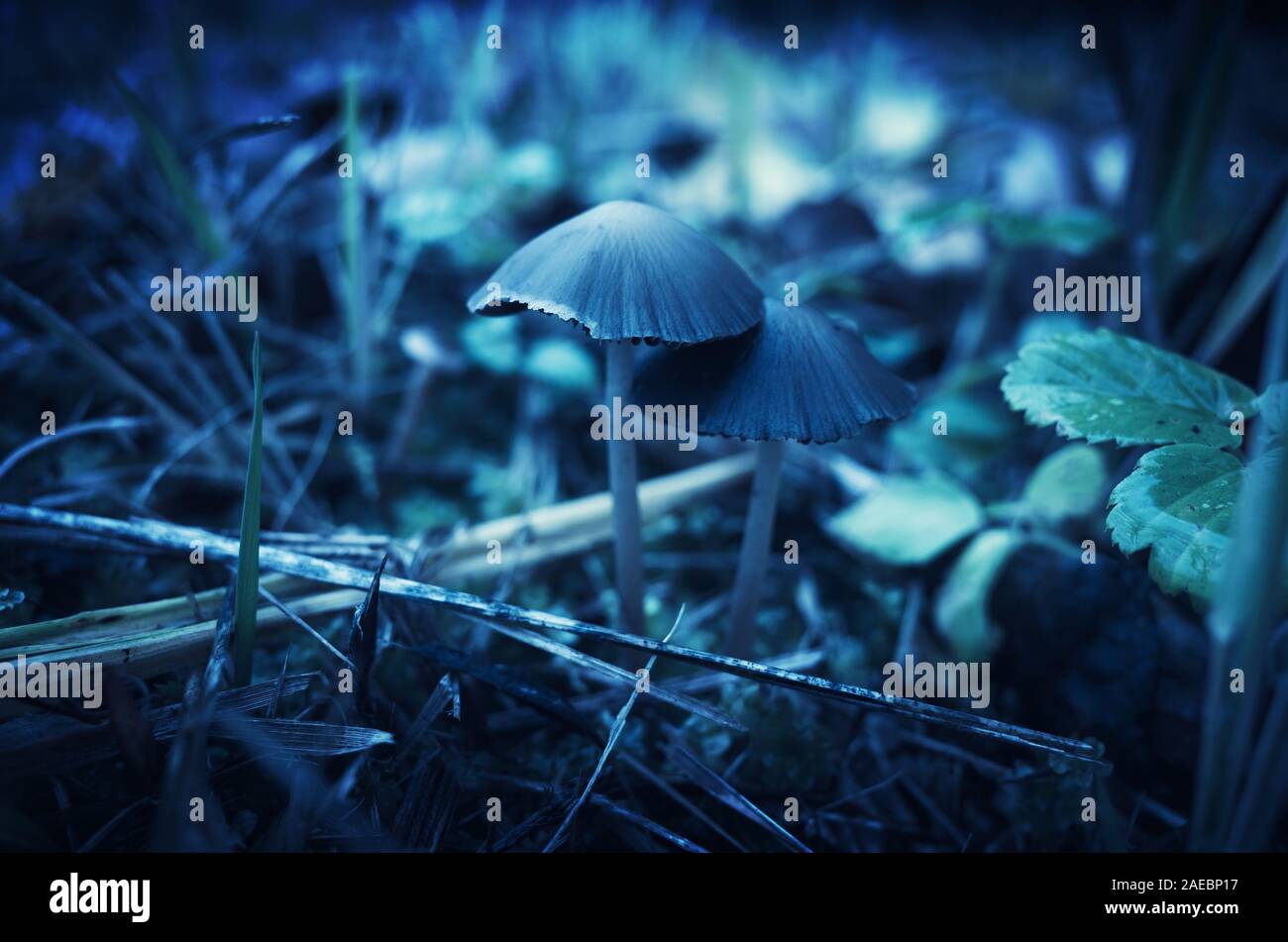 Magic mushrooms, close-up blue toned photo with selective focus Stock Photo