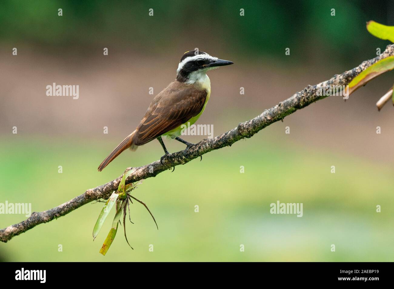 Great kiskadee on a branch. The great kiskadee (Pitangus sulphuratus) is a large tyrant flycatcher that is found from the Lower Rio Grande Valley in s Stock Photo