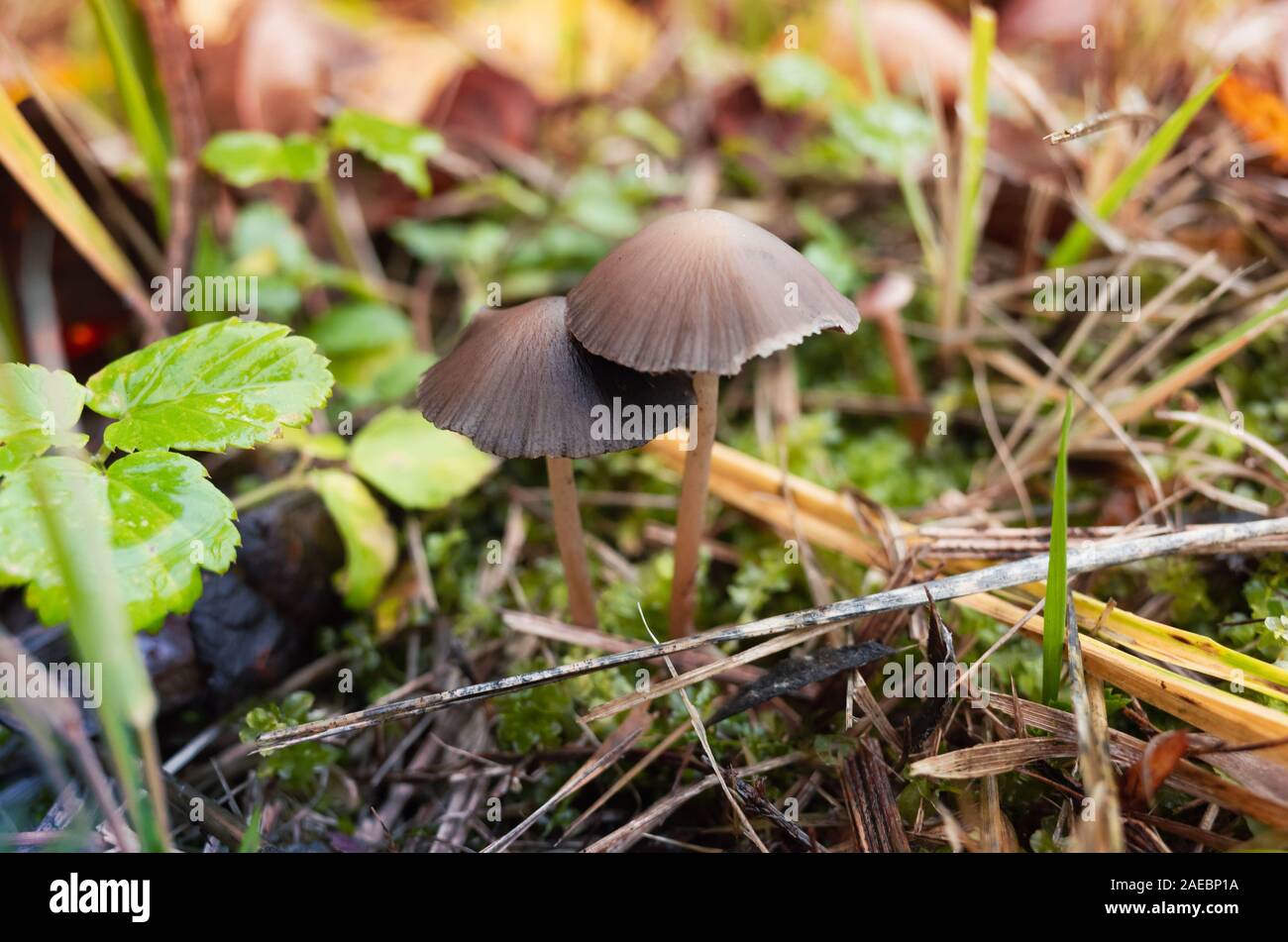 Magic mushrooms grow in a grass, close-up photo with selective focus Stock Photo