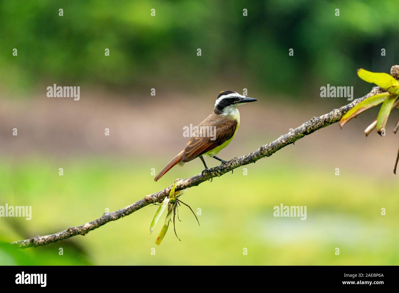 Great kiskadee on a branch. The great kiskadee (Pitangus sulphuratus) is a large tyrant flycatcher that is found from the Lower Rio Grande Valley in s Stock Photo