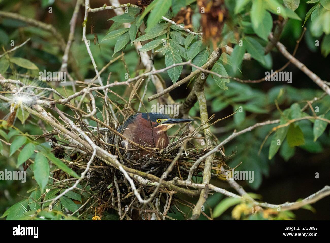 Green heron (Butorides virescens) in its nest. This bird is found in wetlands from southern Canada to northern South America. Like all herons, it uses Stock Photo