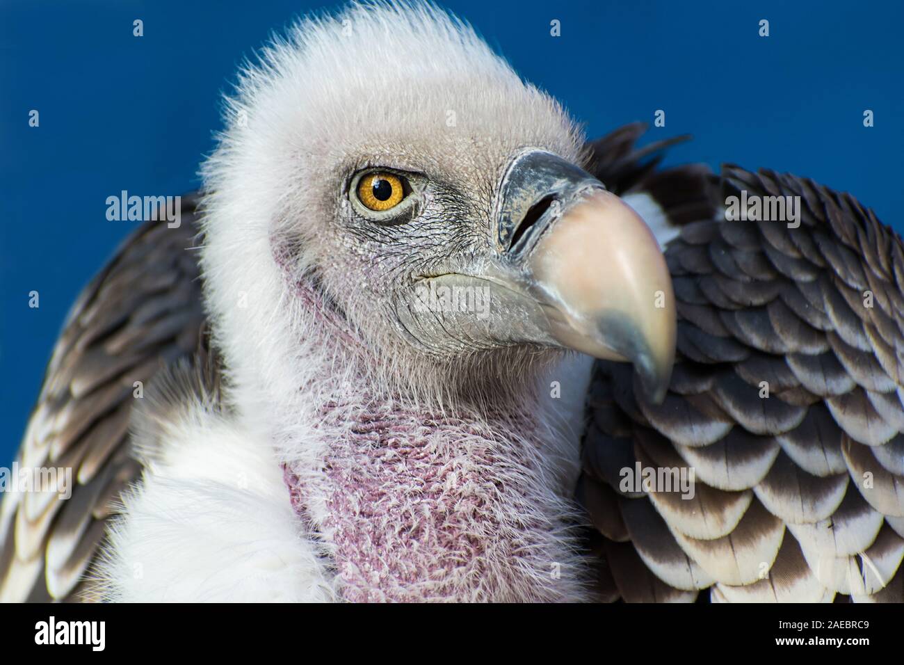 One white-backed vulture staring at the camera. Stock Photo