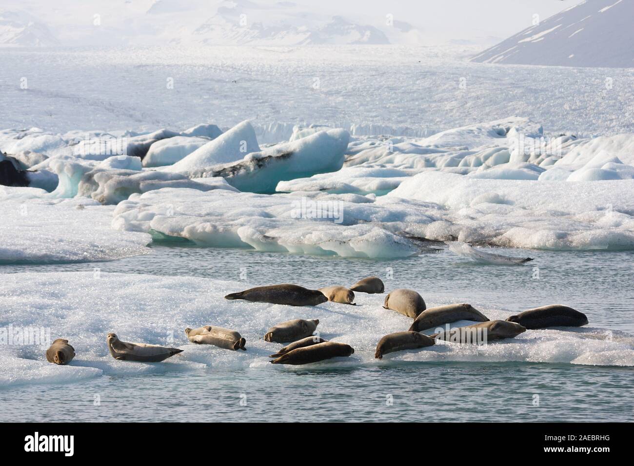 Some seals on top of an iceberg in the Joekulsarlon glacier lagoon, Iceland. Stock Photo