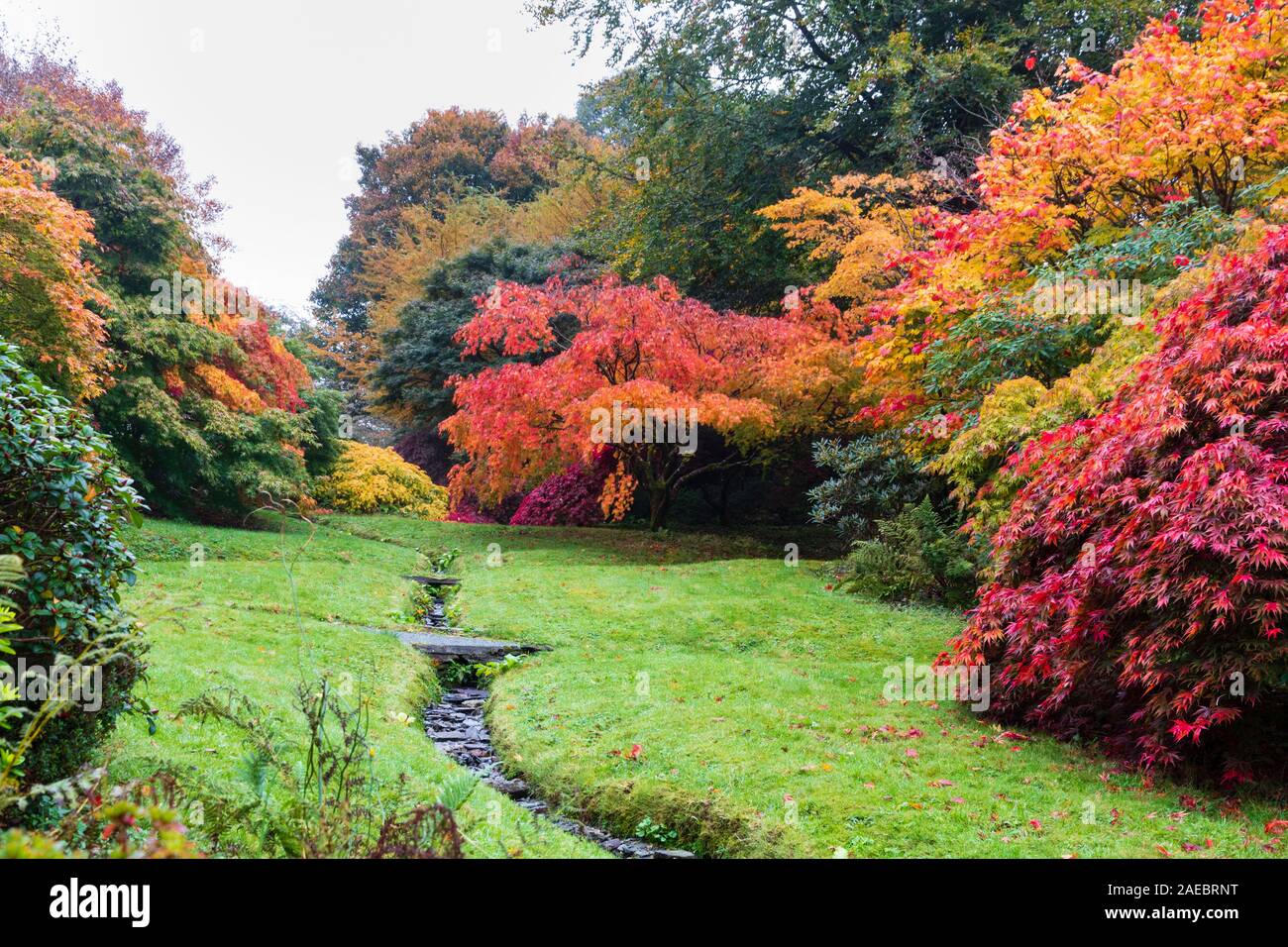 Varieties of Japanese maples provide red and orange autumn colour in the Acer glade at The Garden House, Devon Stock Photo