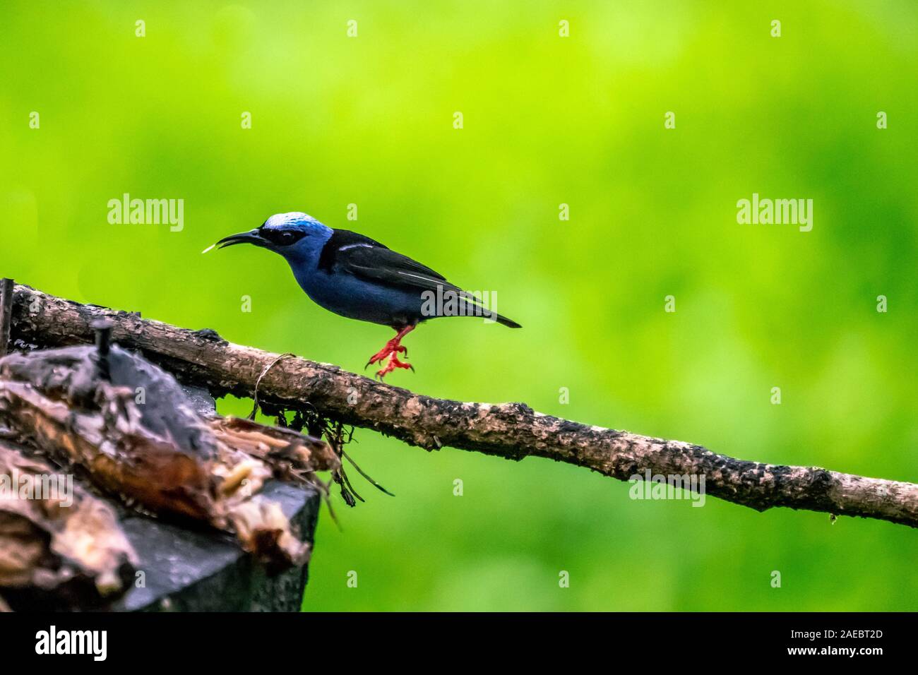 Red-legged honeycreeper (Cyanerpes cyaneus) male. This small songbird is found in the tropics from southern Mexico to northern South America. It is fo Stock Photo