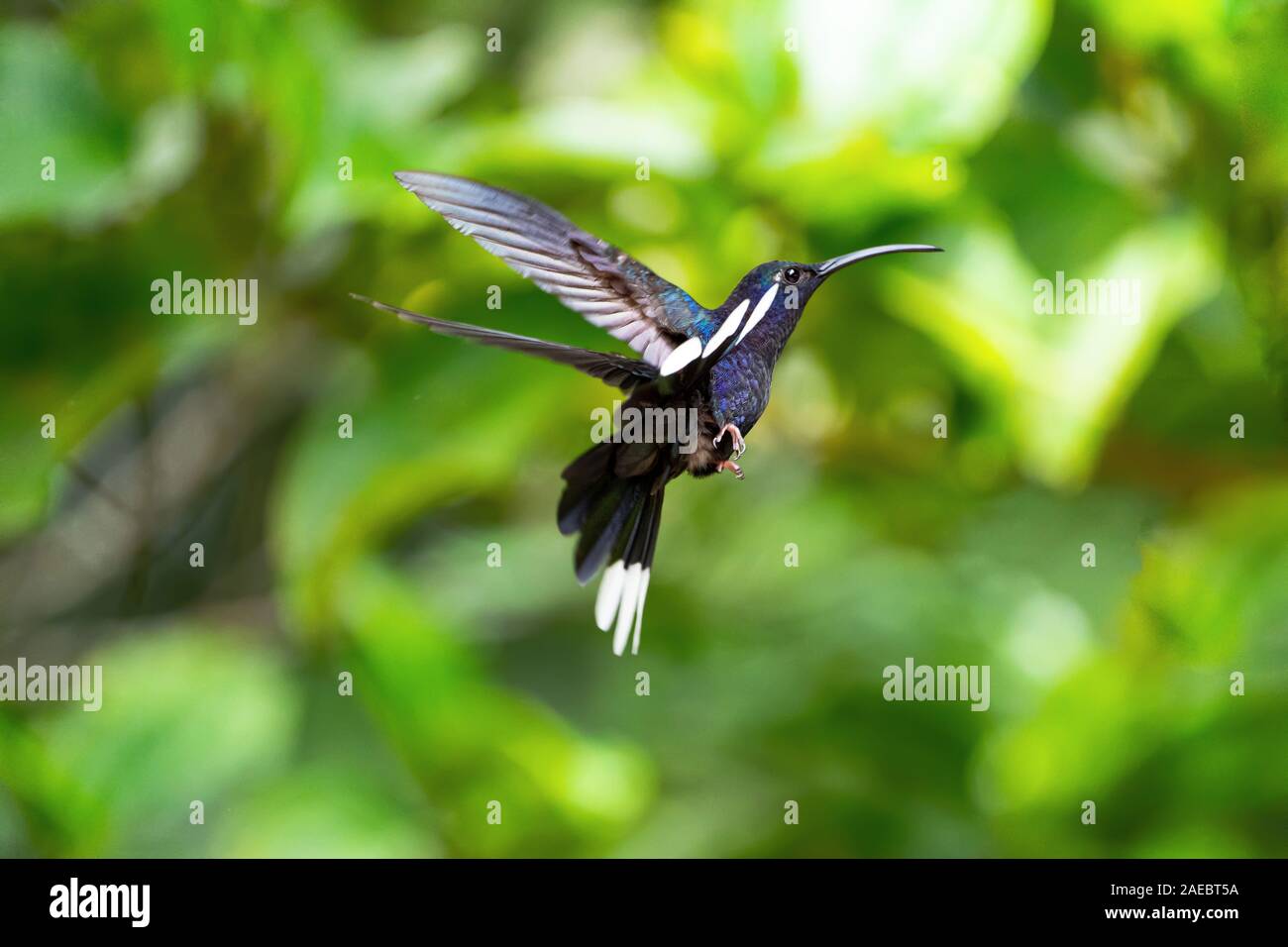 Violet sabrewing hummingbird (Campylopterus hemileucurus) feeding from