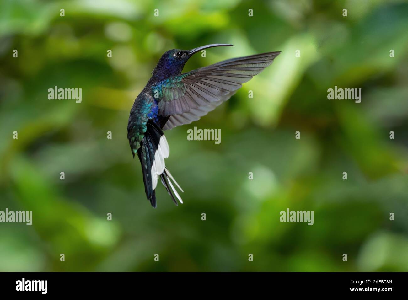 Violet sabrewing hummingbird (Campylopterus hemileucurus) feeding from