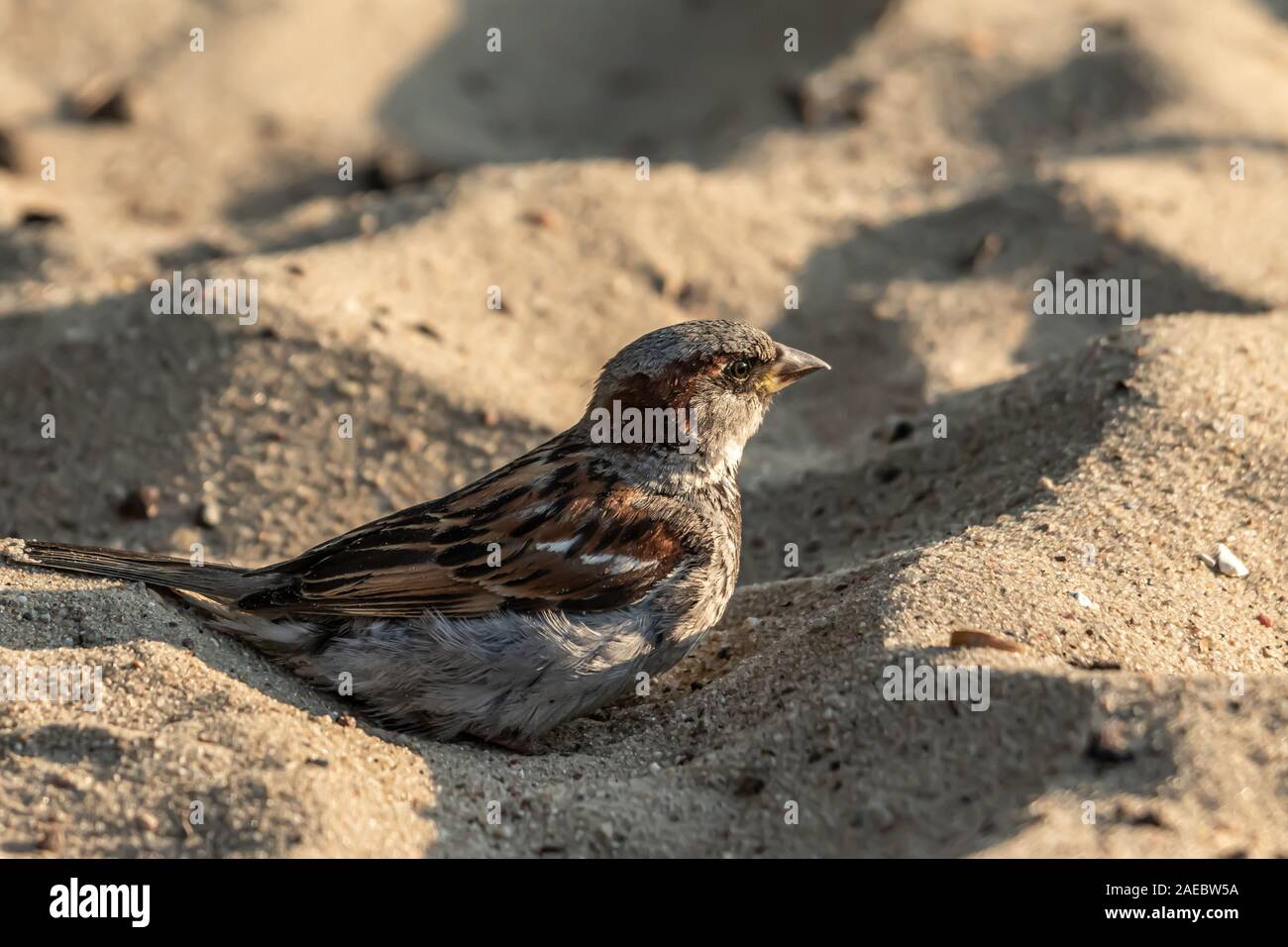 Male or female house sparrow or Passer domesticus is a bird of the sparrow family Passeridae, found in most parts of the world Stock Photo