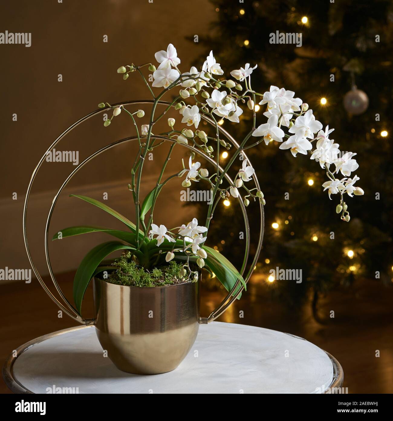 Beautiful decorative flower vase. Green house plant. Stock Photo