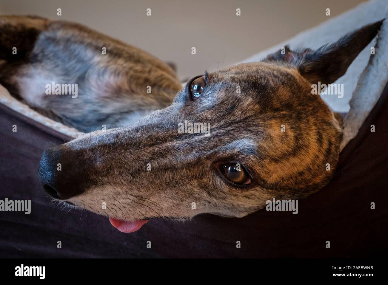 A brindle Greyhound lies in her bed with her tongue hanging out. Stock Photo