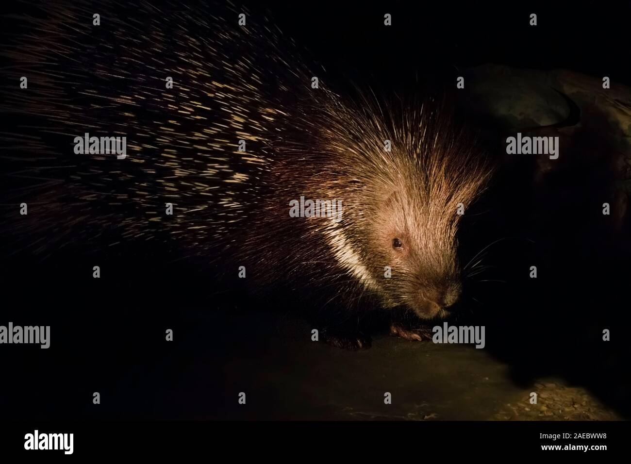 Yong Indian Crested Porcupine (Hystrix indica), or Indian Porcupine is a rodent, found throughout southern Asia and the Middle East. Photographed at n Stock Photo