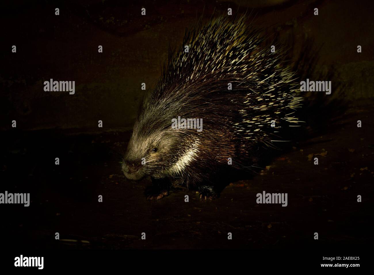 Yong Indian Crested Porcupine (Hystrix indica), or Indian Porcupine is a rodent, found throughout southern Asia and the Middle East. Photographed at n Stock Photo