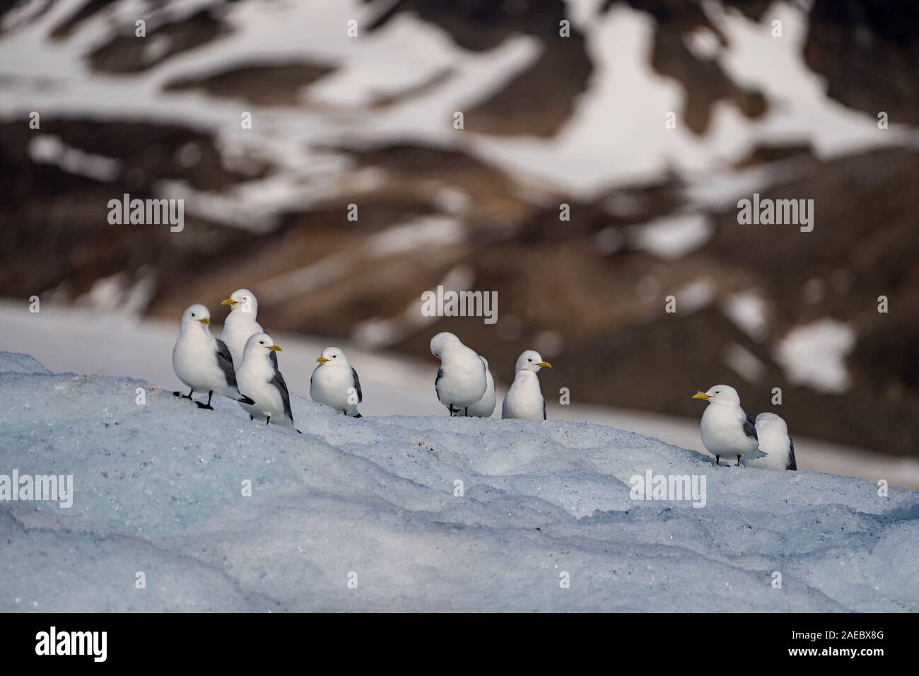 Black-legged Kittiwakes (Rissa tridactyla) in front of bright blue face of glacier. This small gull is found in the Arctic, North Atlantic and North P Stock Photo