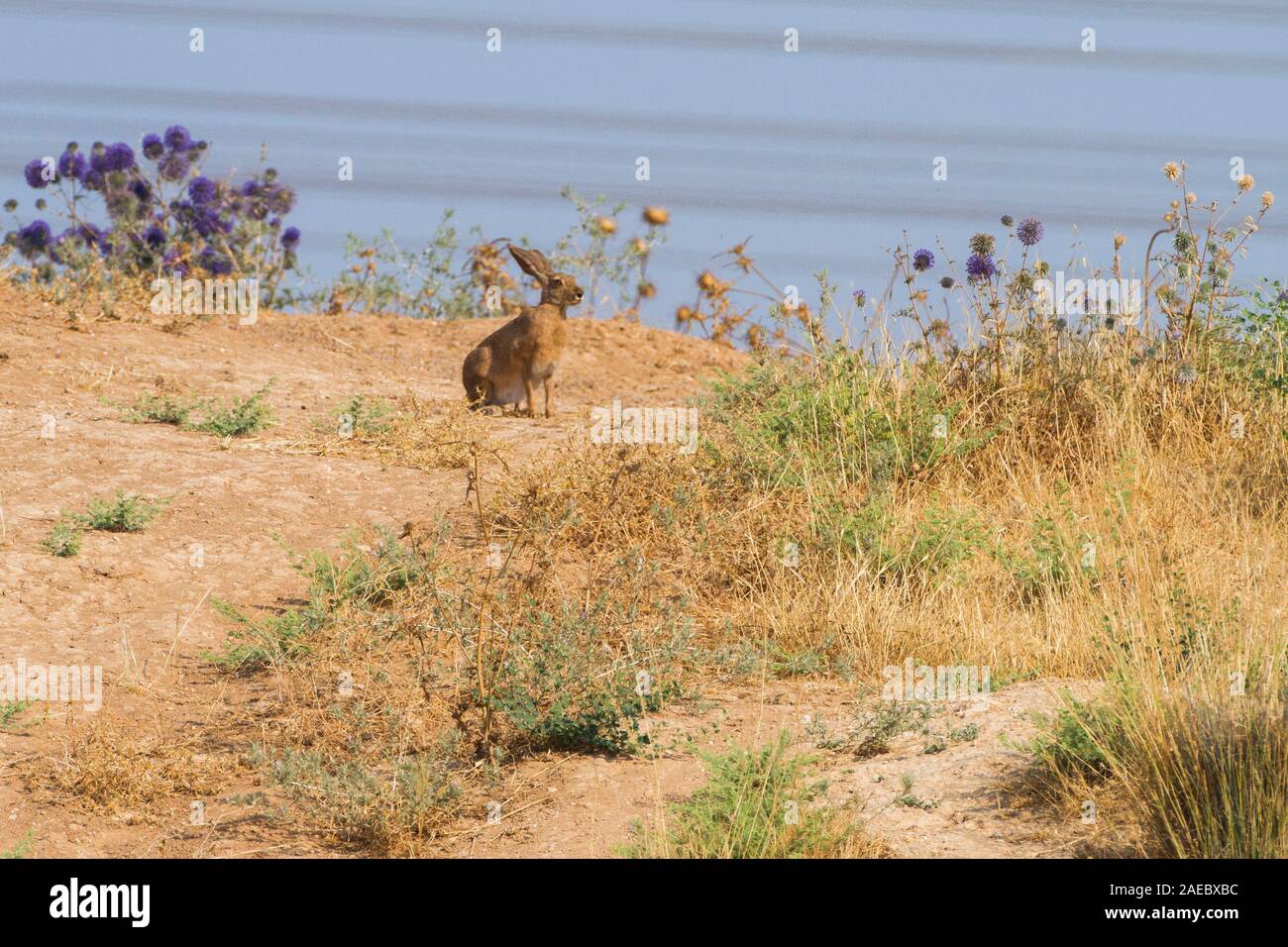 Cape hare (Lepus capensis) Also Desert hare. Cape hares are found throughout Africa, and have spread to many parts of Europe, the Middle East and Asia Stock Photo