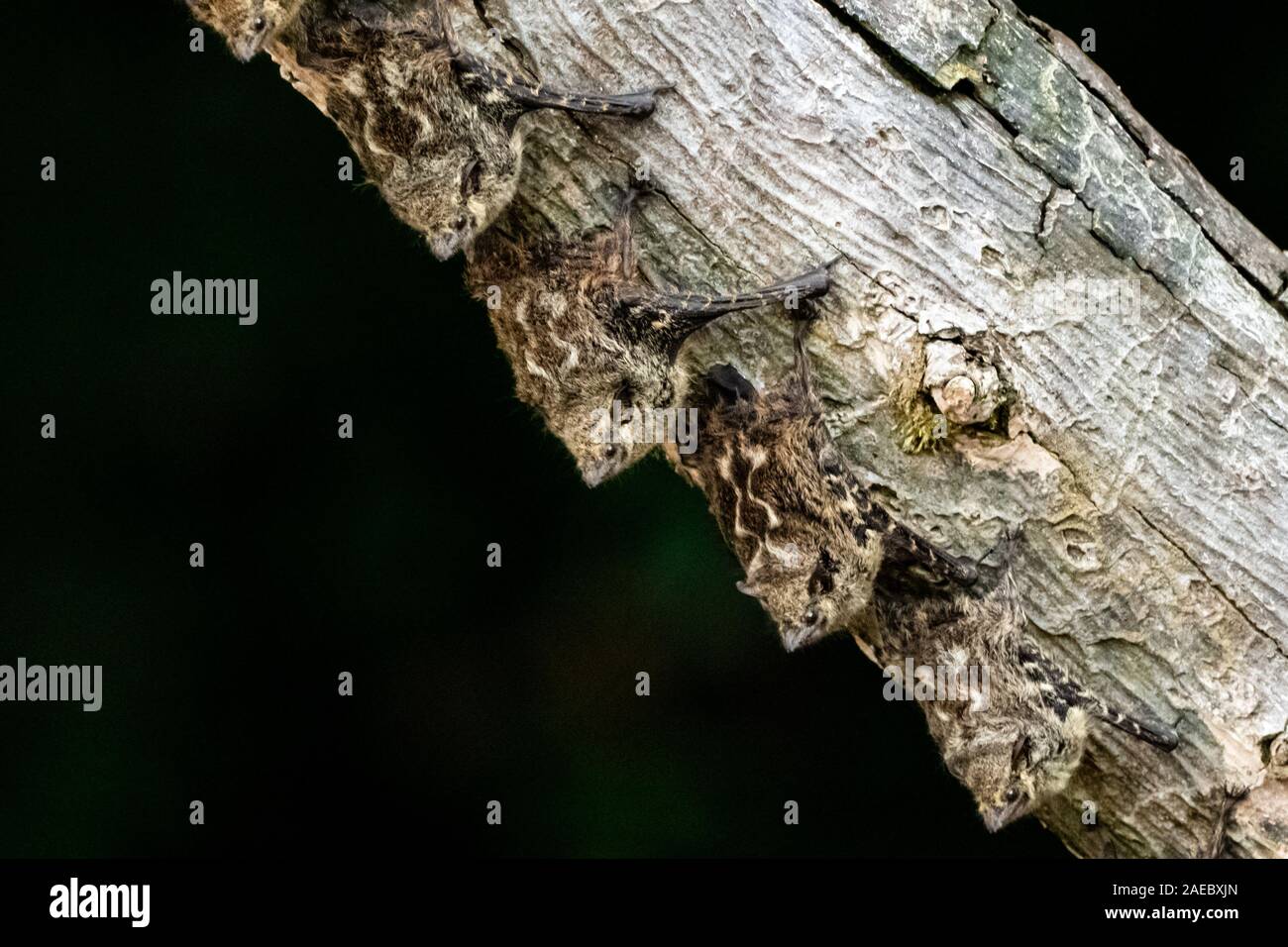 Proboscis bats or long-nosed bats (Rhynchonycteris naso) resting on a tree trunk. Photographed in Costa Rica. Stock Photo