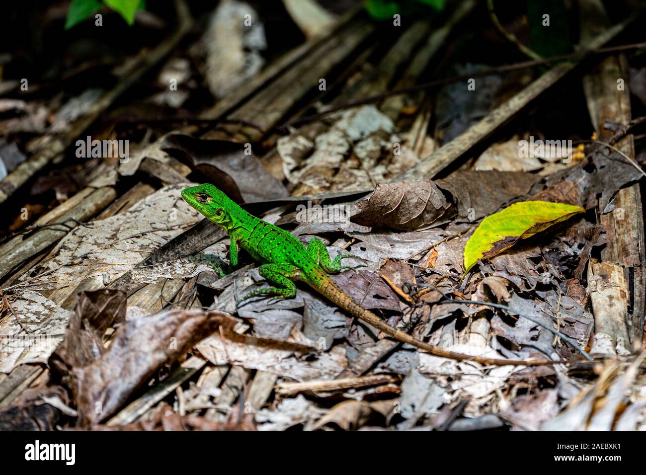 Green Spiny Lizard (Sceloporus malachiticus), also known as the emerald swift. Photographed in Costa Rica Stock Photo