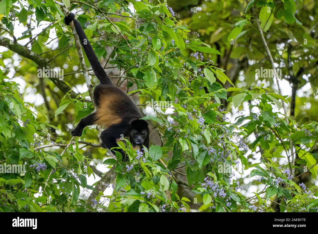 Mantled howler monkey. Wild mantled howler monkey (Alouatta palliata palliata) swinging from a branch in the Costa Rican rainforest. Stock Photo