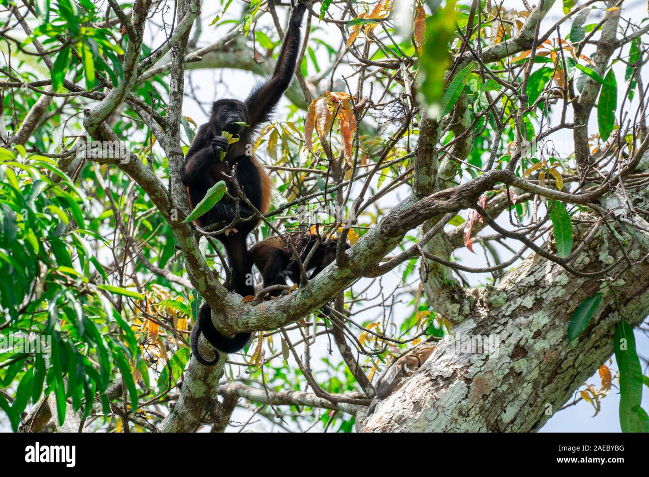 Mantled howler monkey. Wild mantled howler monkey (Alouatta palliata palliata) swinging from a branch in the Costa Rican rainforest. Stock Photo