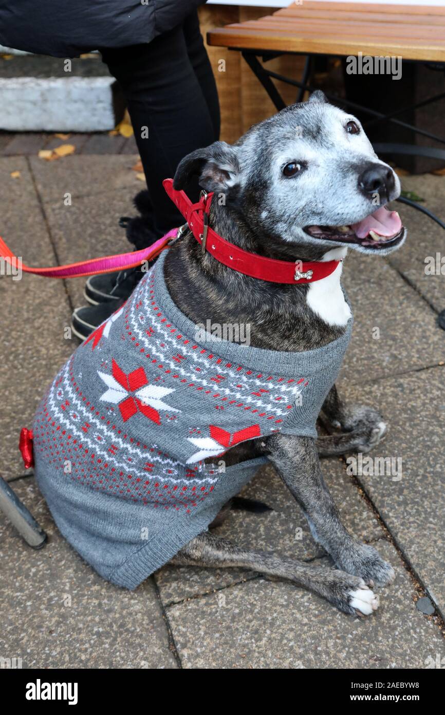 Staffy top xmas jumper