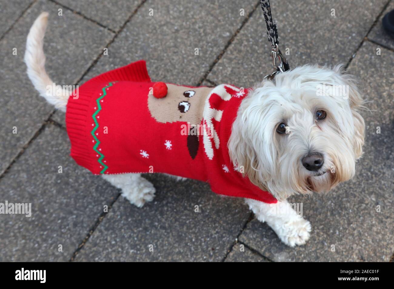 cavapoo dogs for rehoming