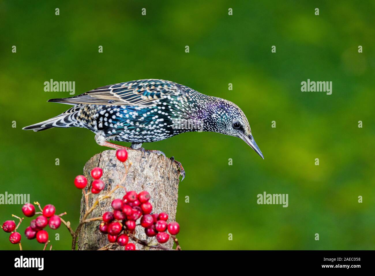 A starling is foraging in late autumn in mid Wales Stock Photo