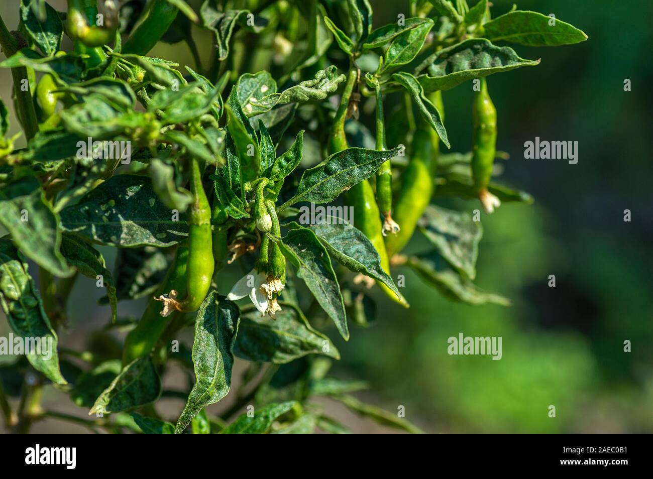 closeup of Green organic chili pepper on young plant at farm field ...