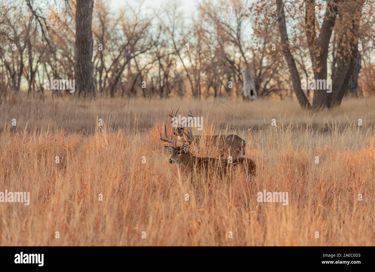 Whitetail Deer Buck During the fall Rut Stock Photo - Alamy