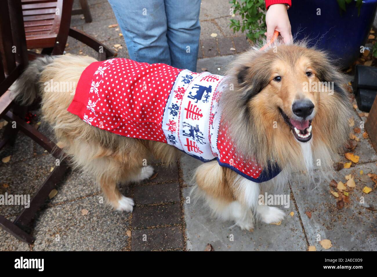 sheltie dogs for rehoming