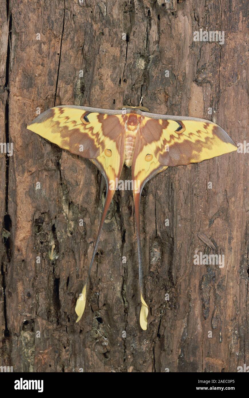 Malaysian Moon Moths (Actias maenas) Male resting on dead tree. Found in Malaysia. Stock Photo