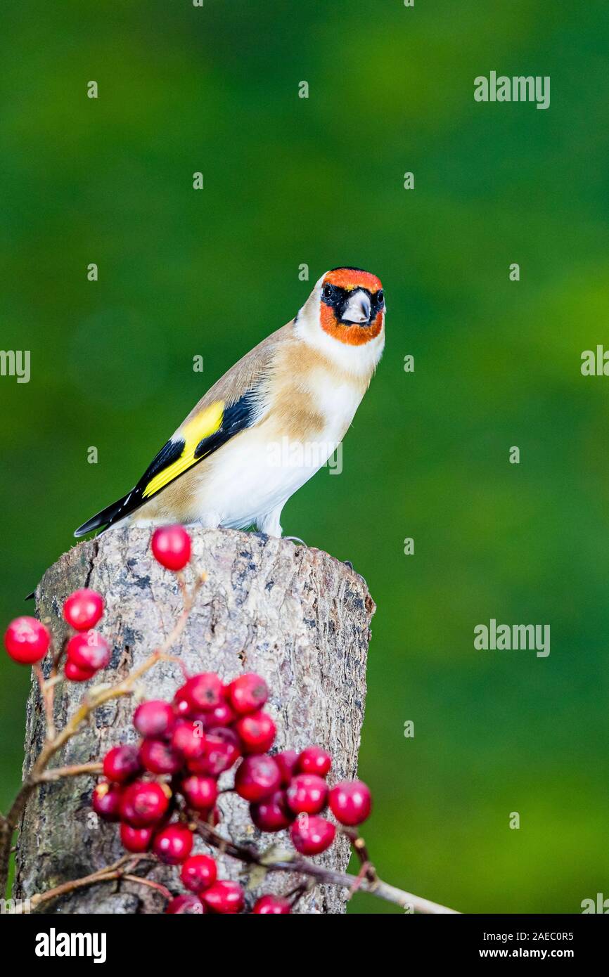 A goldfinch is foraging in late autumn in mid Wales Stock Photo