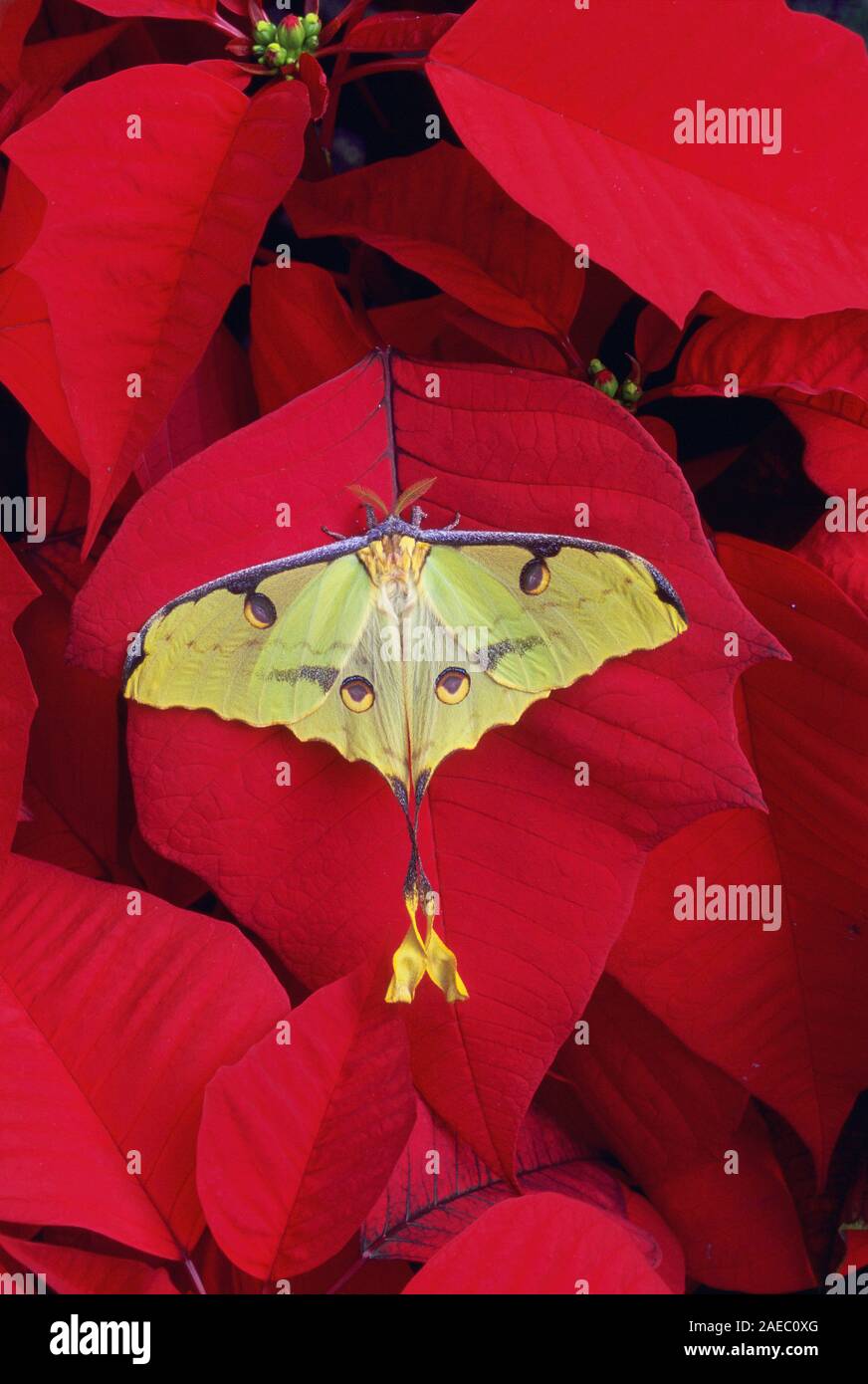 African Moon Moth resting on a Poinsettia. Stock Photo