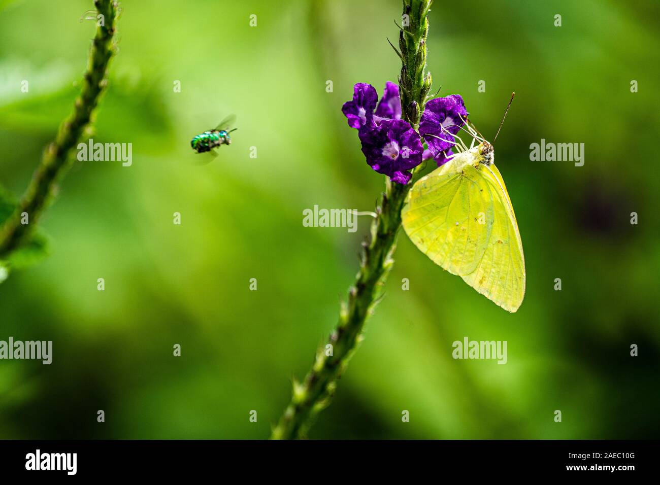 The mimosa yellow butterfly (Pyrisitia nise syn Eurema nise), is a butterfly in the family