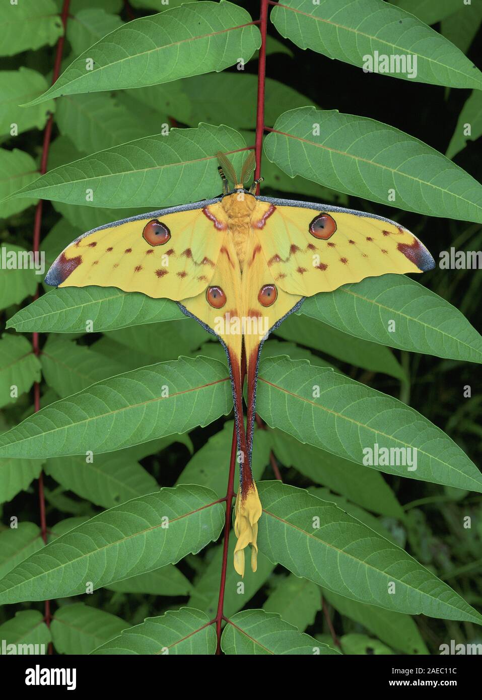 Madagascan Moon Moth (Argema mittrei) Male hanging on vegetation. Stock Photo