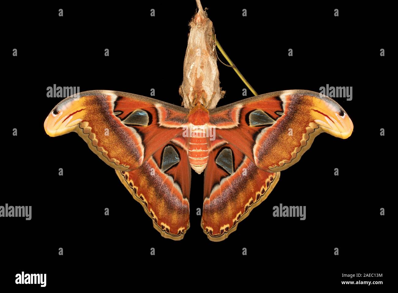 Atlas Moth (Attaacus atlas) Newly emerged female hanging on cocoon on Tree-Of-Heaven (Ailanthus altissima). Stock Photo