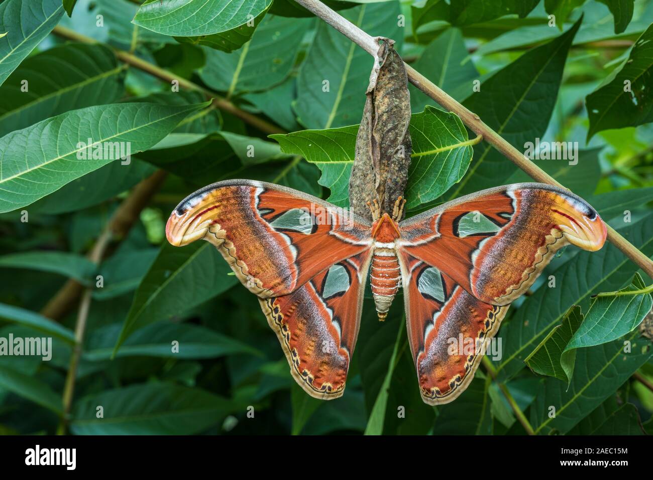 Atlas Moth (Attaacus atlas) Newly emerged female hanging on cocoon on Tree-Of-Heaven (Ailanthus altissima). Stock Photo