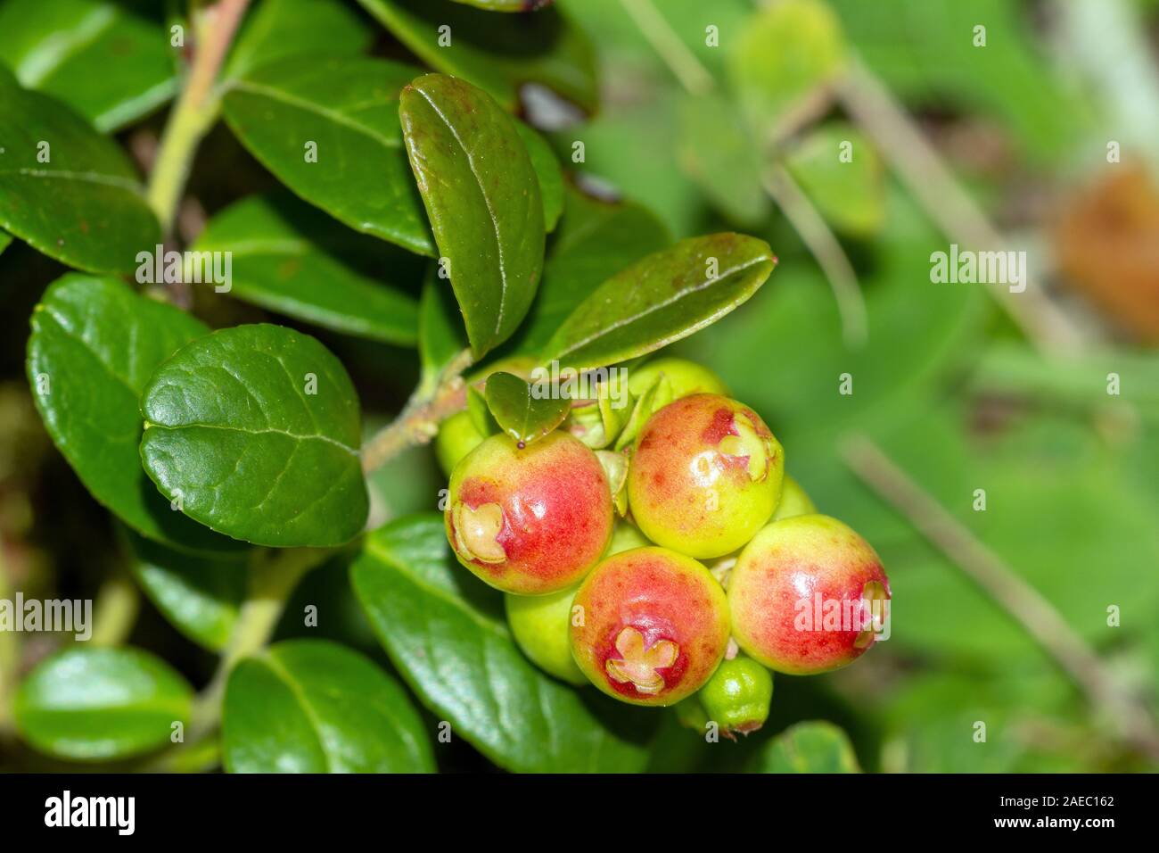 Preiselbeere (Vaccinium vitis-idaea) Cranberrie • Bayern, Deutschland Stock Photo