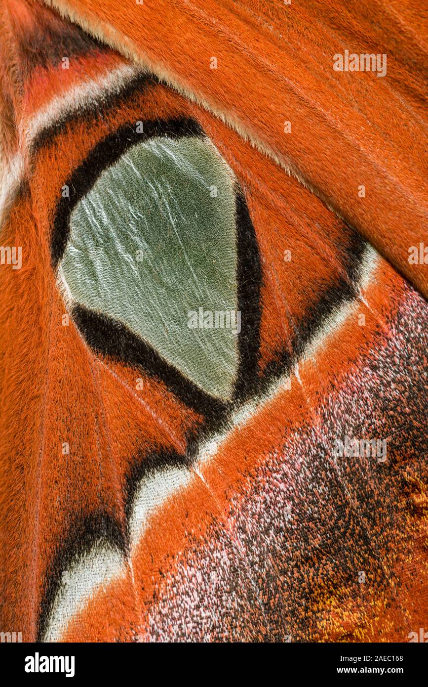 Atlas Moth (Attaacus atlas) Macro photo showing detail of hindwing hyaline window. Stock Photo