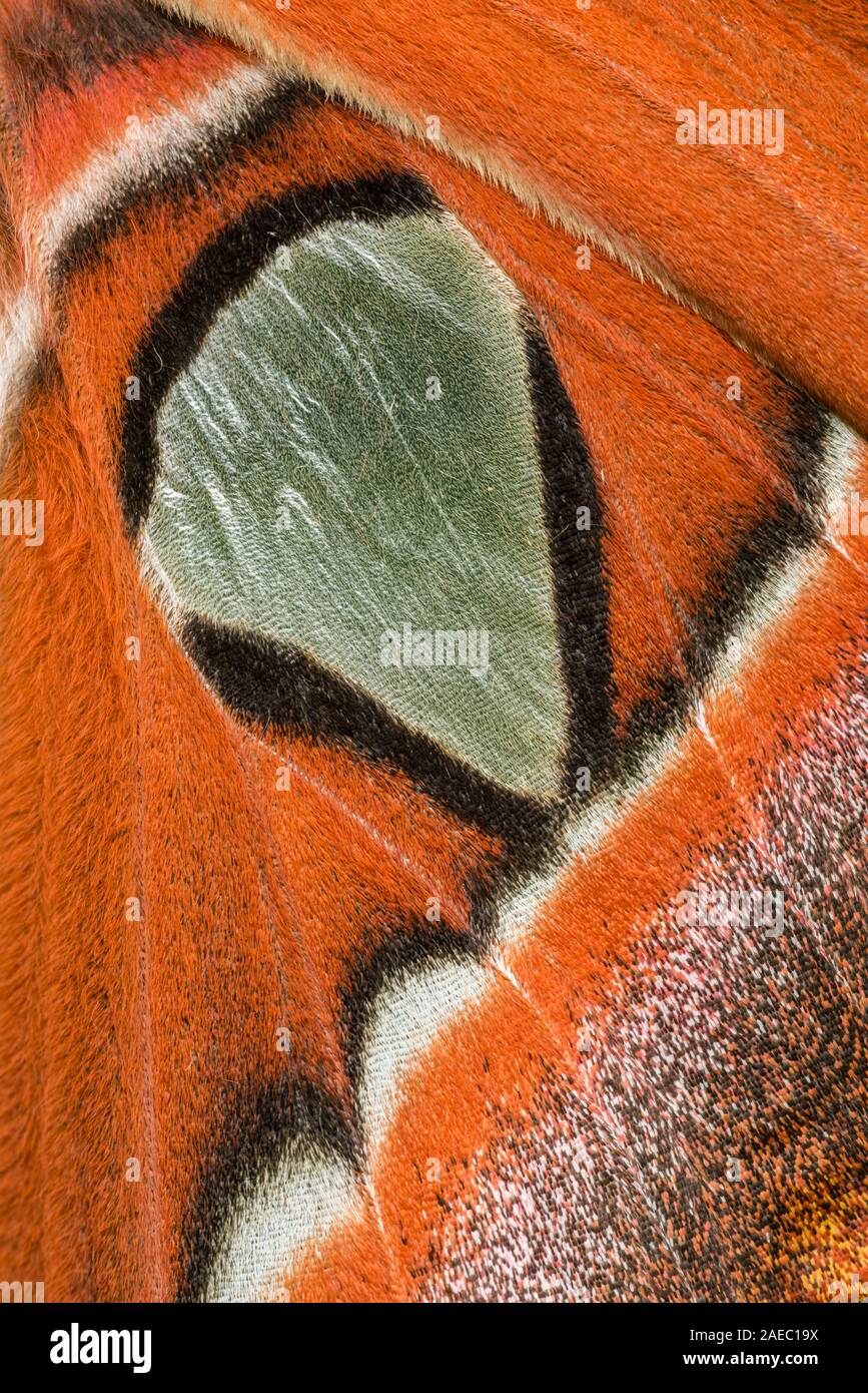 Atlas Moth (Attaacus atlas) Macro photo showing detail of hindwing hyaline window. Stock Photo