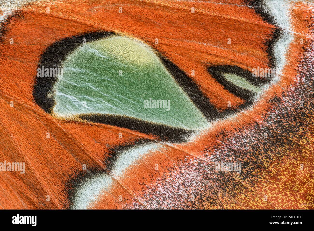 Atlas Moth (Attaacus atlas) Macro photo showing detail of hindwing hyaline window. Stock Photo