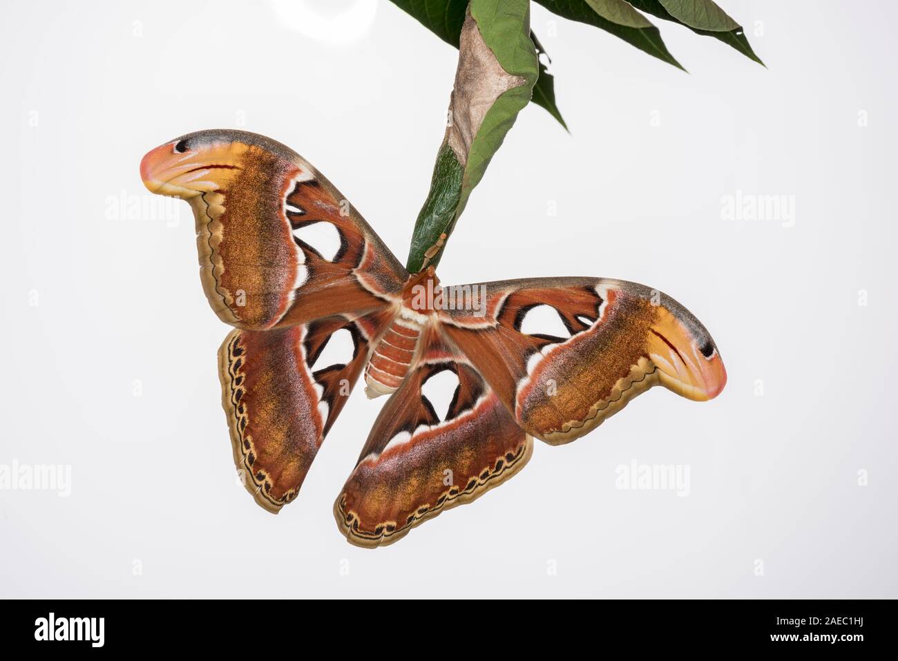 Atlas Moth (Attaacus atlas) Newly emerged female hanging on cocoon on Tree-Of-Heaven (Ailanthus altissima). White background for cutouts. Stock Photo