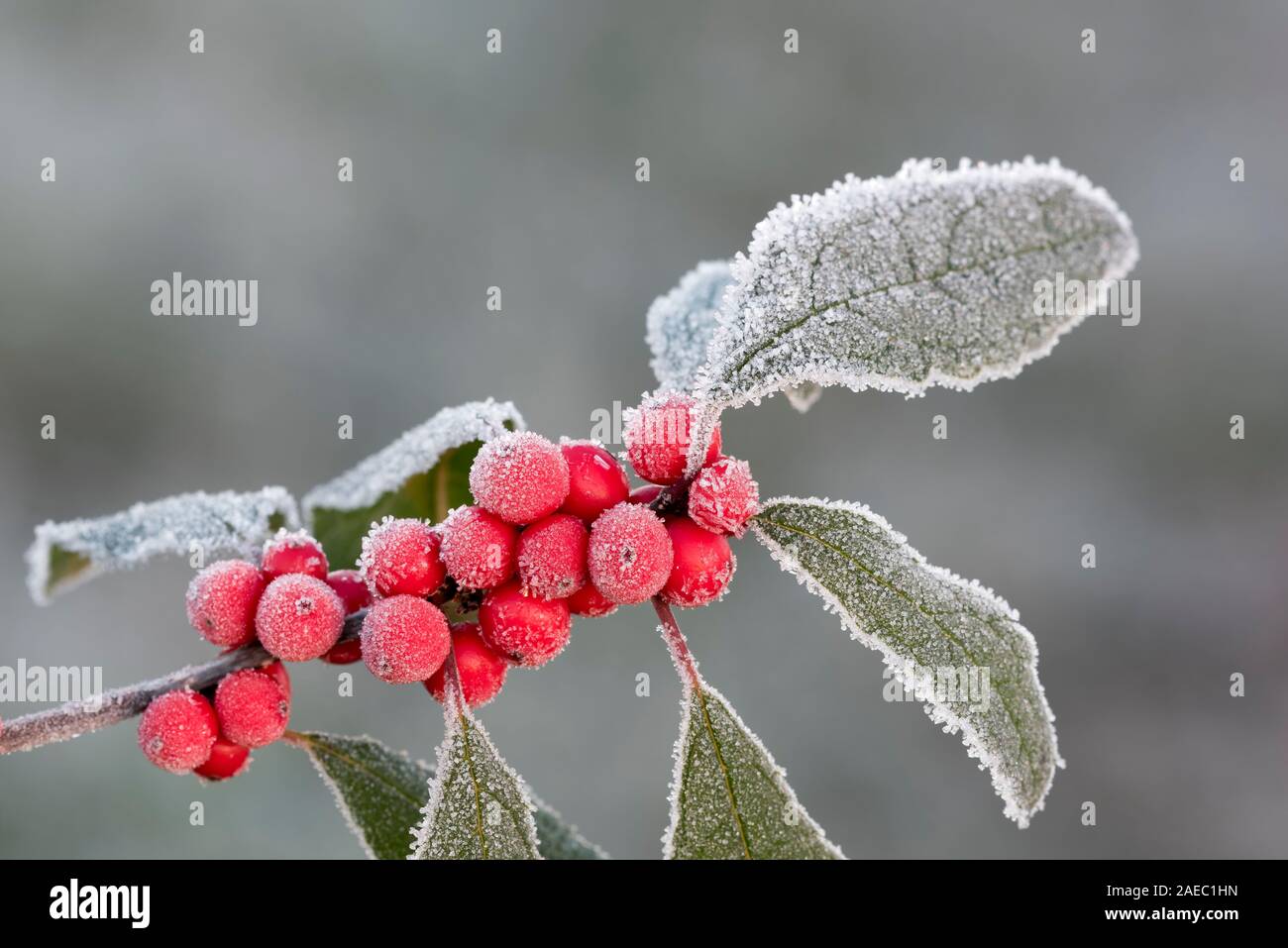 Winterberry Holly (Ilex verticillata) Frost covered berry cluster.  Promised Land State Park, Poconos, Pennsylvania, November. Stock Photo