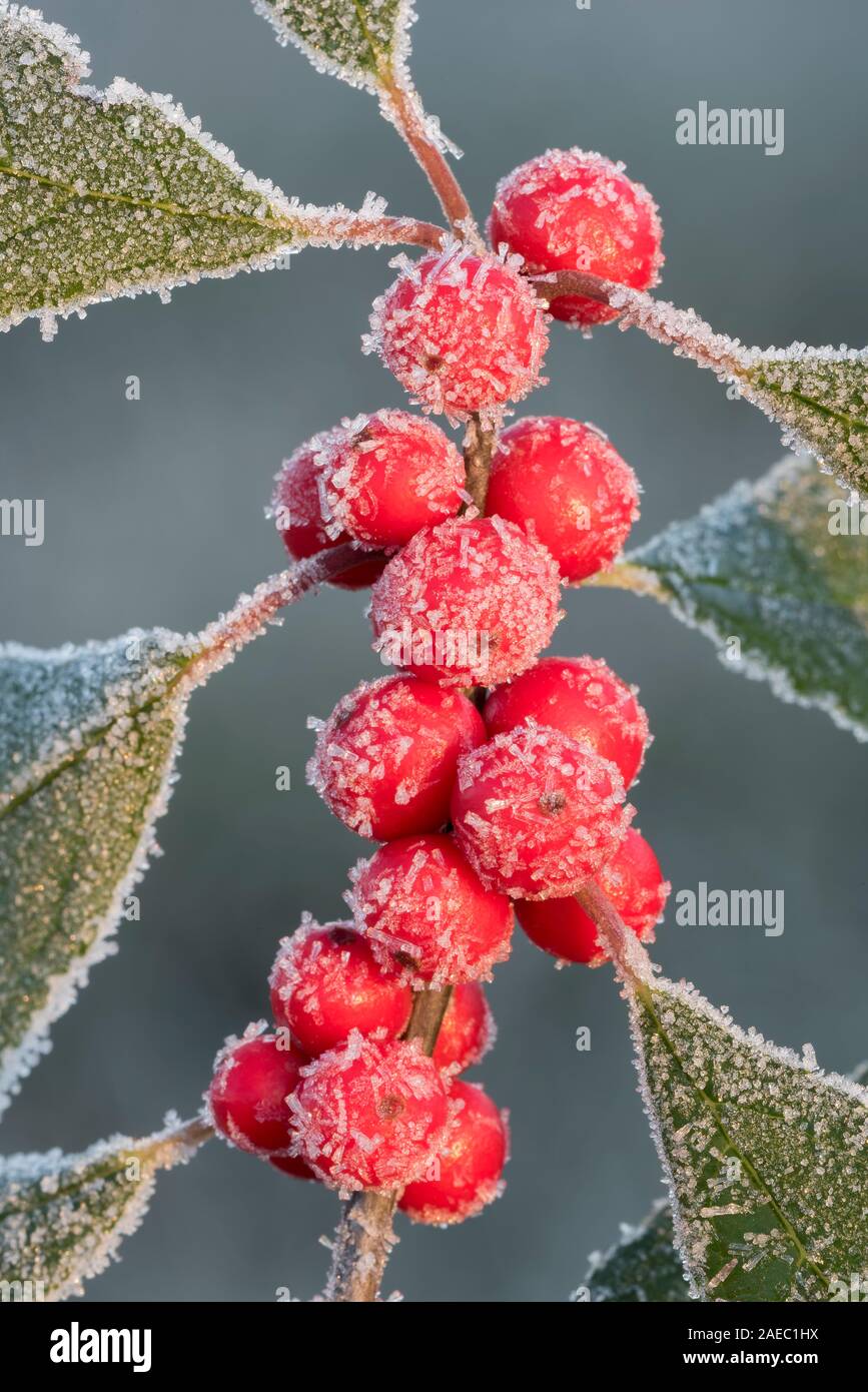 Winterberry Holly (Ilex verticillata) Frost covered berry cluster.  Promised Land State Park, Poconos, Pennsylvania, November. Stock Photo